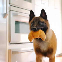 Croissant dog toy